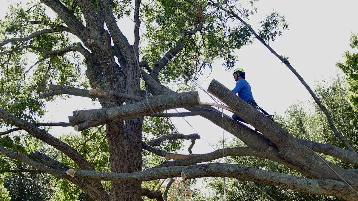 Professional Hazardous Tree Removal performed by certified arborists in Annapolis